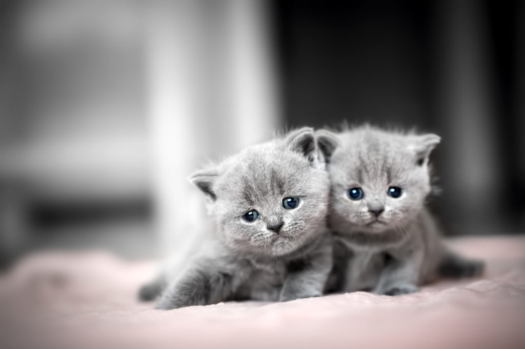 British shorthair