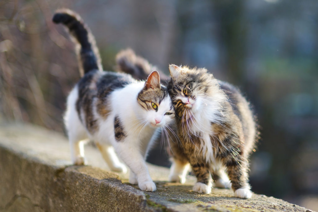 Castración en gatos