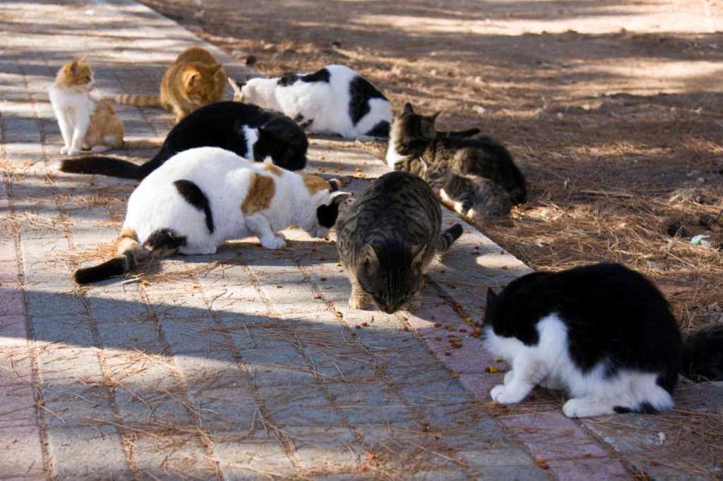 Castración en gatos