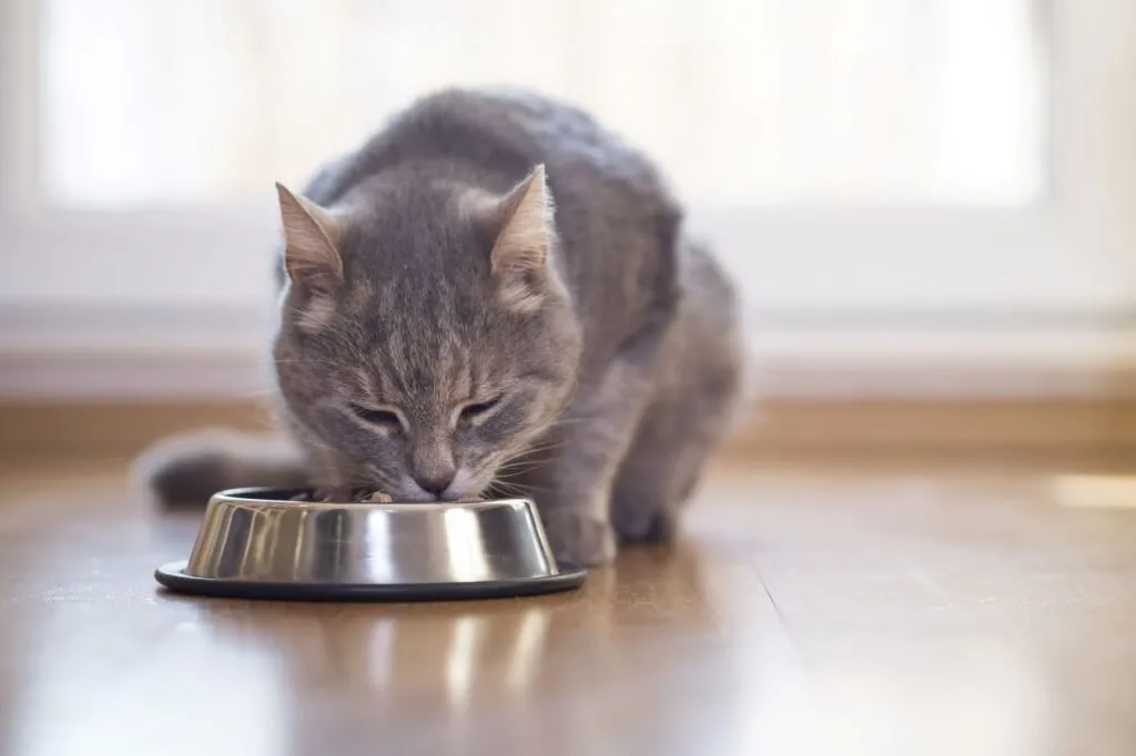 Castración en gatos