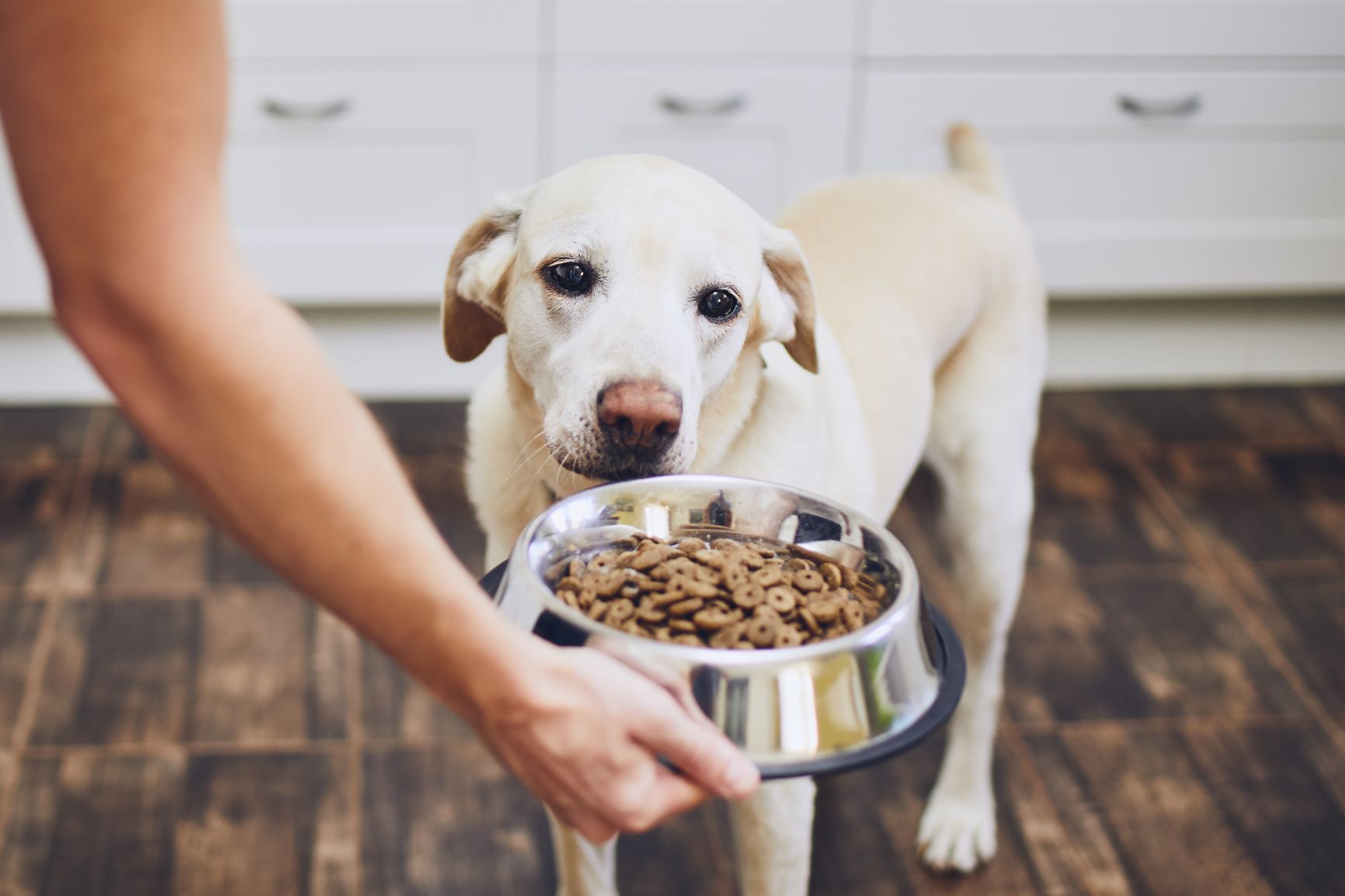 cuello sugerir su Diarrea en perros | Salud del perro y cuidados | zooplus