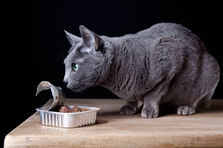 La mejor alimentación para gatos adultos