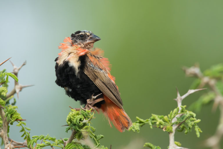 La muda de plumas en aves