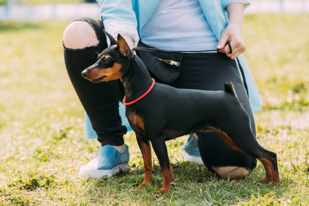 Pinscher miniatura