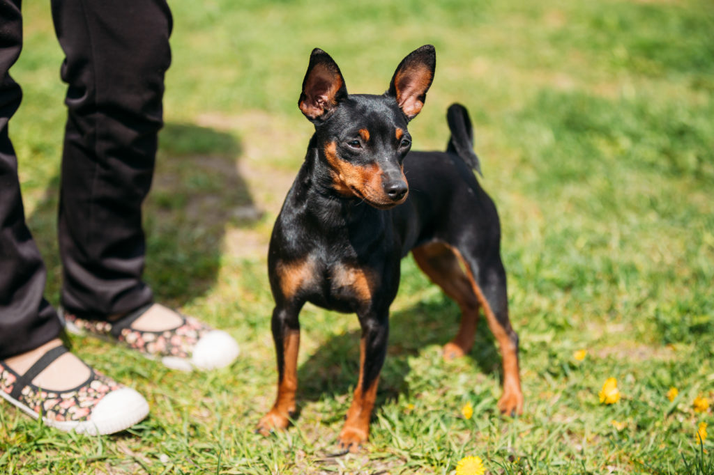 El Pinscher Aleman Es Una Buena Raza De Perro