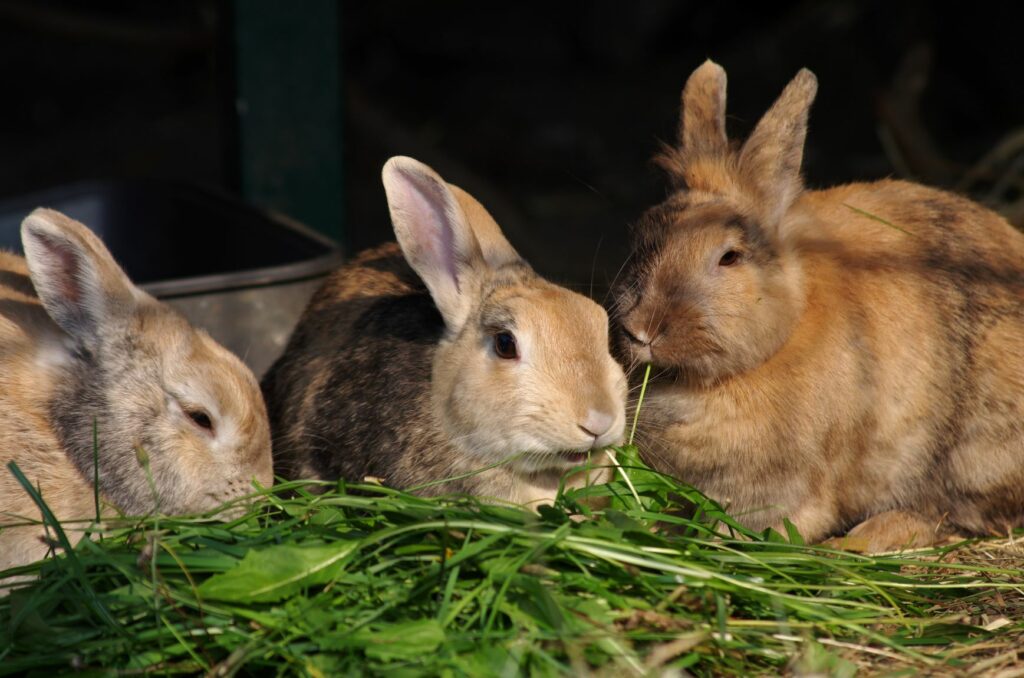 Qué comen los conejos