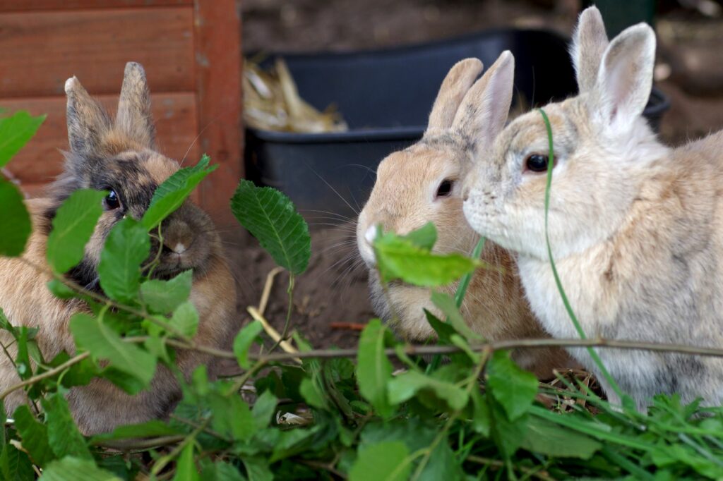 Qué comen los conejos? | Magazin zooplus