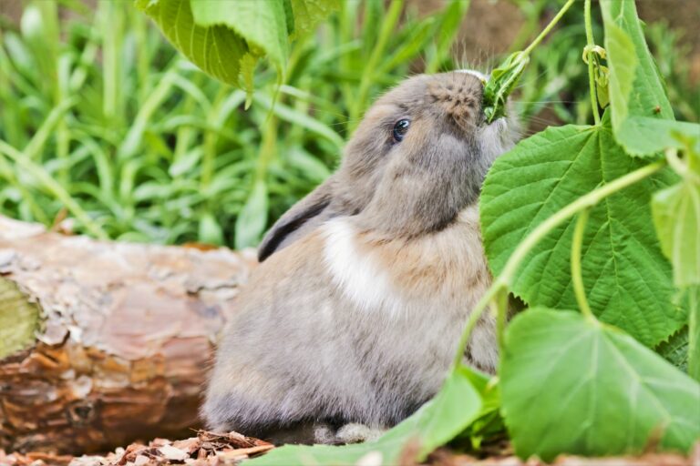 Qué comen los conejos? | Magazin zooplus