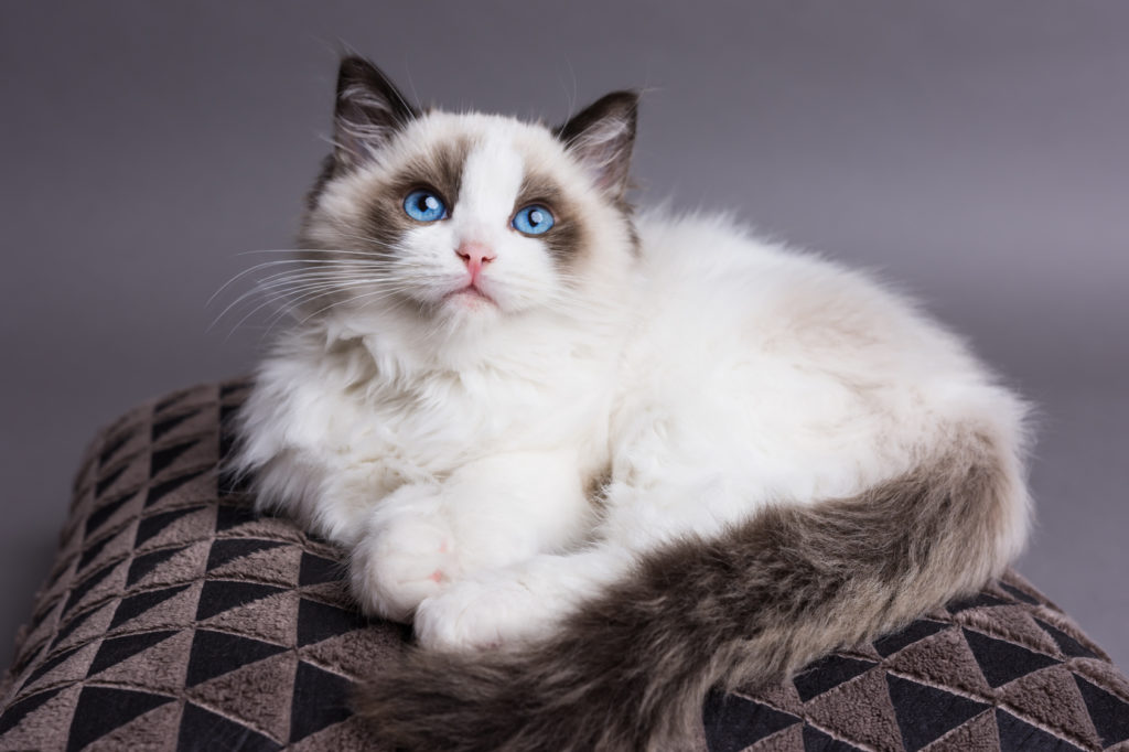 Ragdoll 2