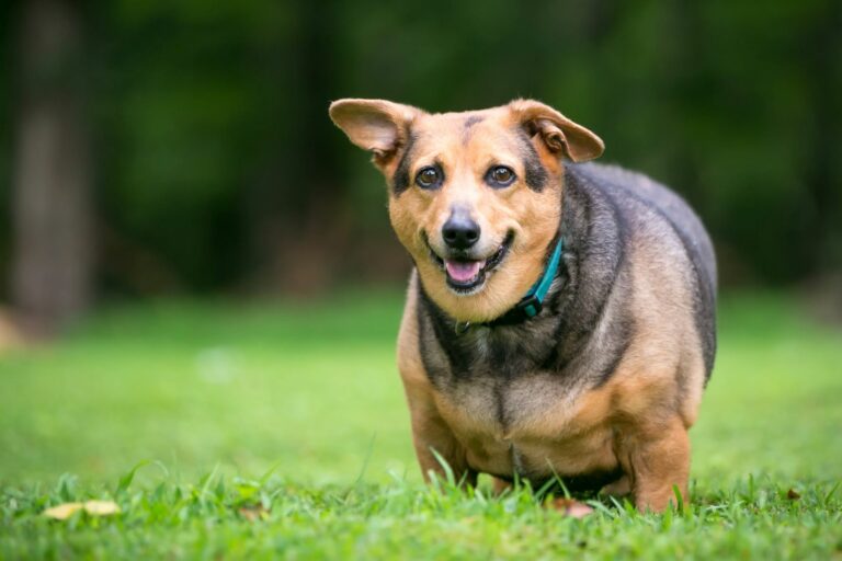 docena Envío pastor Sobrepeso en perros: causas y consecuencias | zooplus Magazine