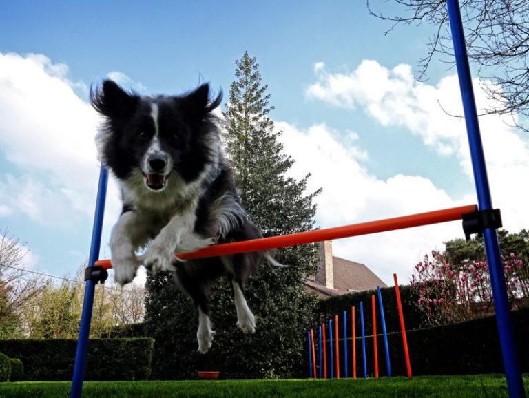 Agility canino Agility con perro