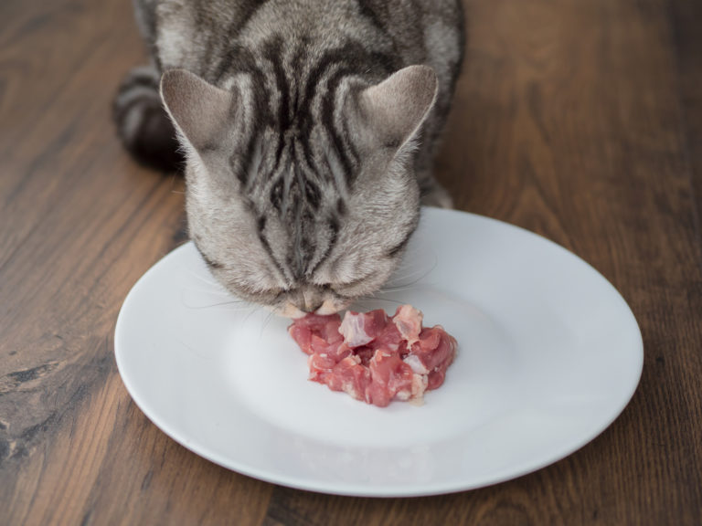 alimentación para gatos de exterior
