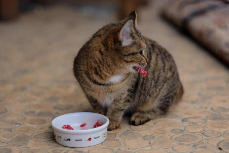 alimentación para gatos de exterior