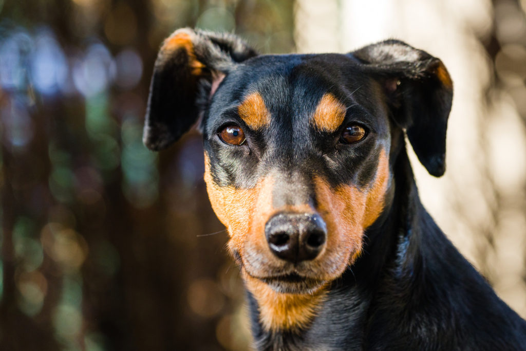 pinscher alemán