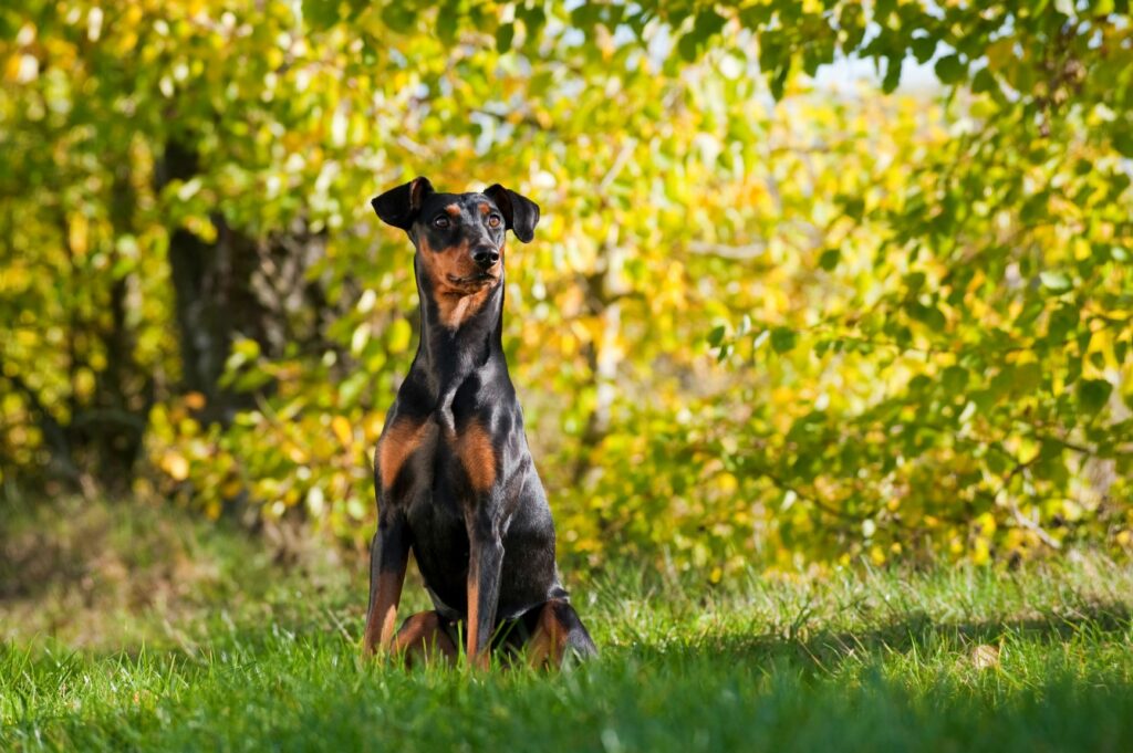 imagen pinscher aleman