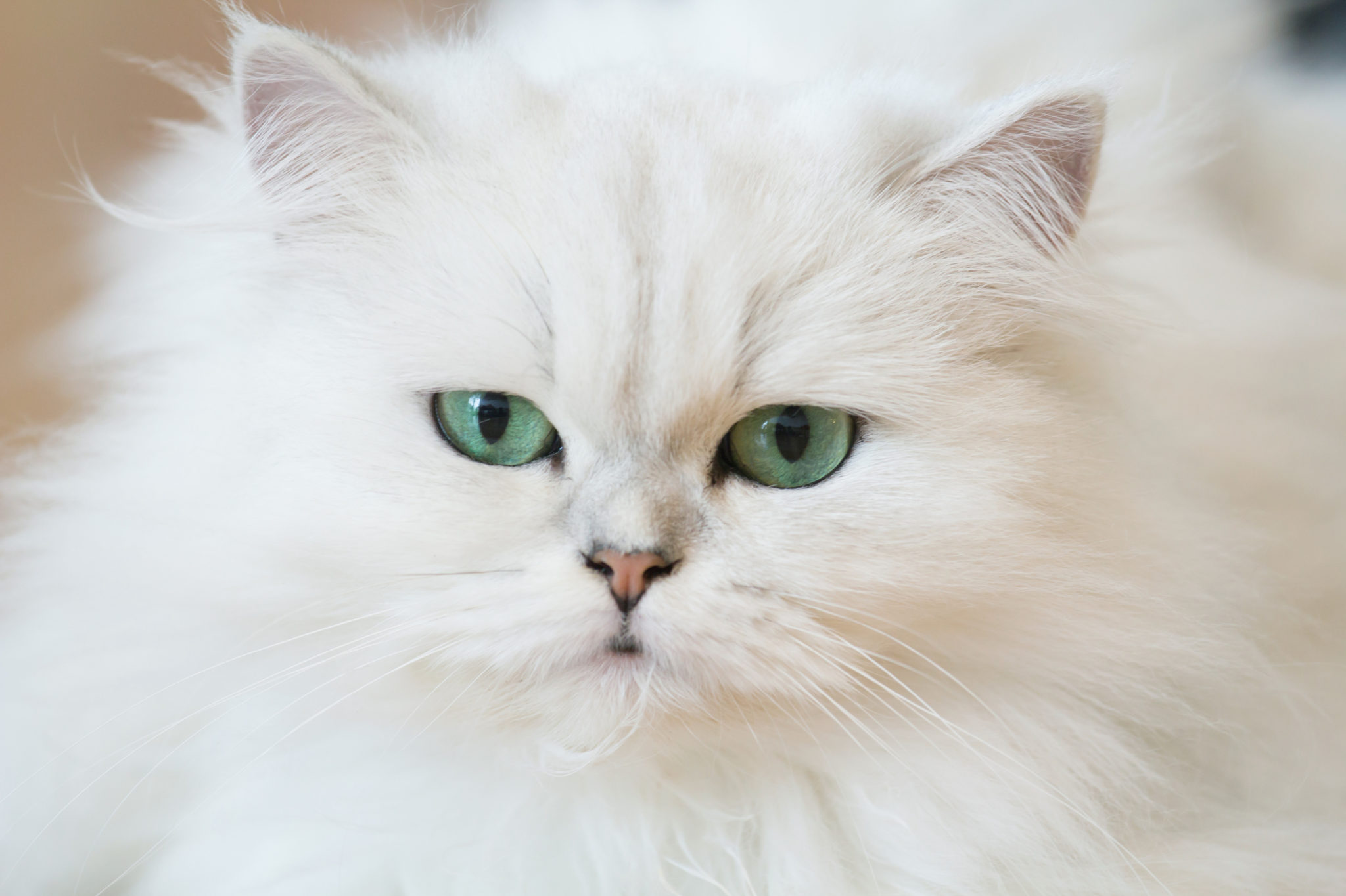 El gato persa Cuidados y Carácter | zooplus Magazine