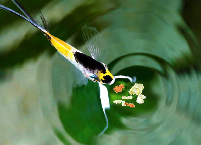 Alimentación para peces de acuario