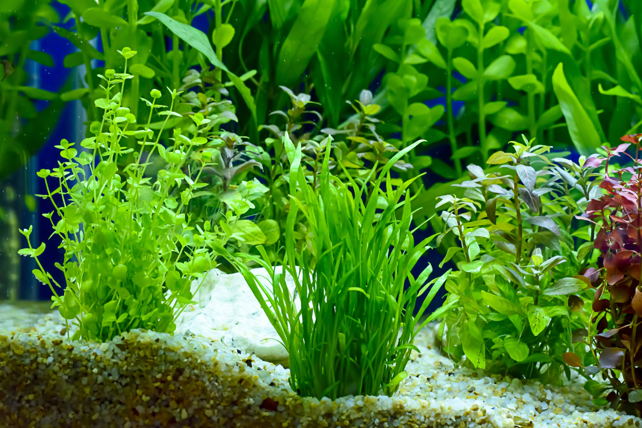 plantas acuáticas Plantas acuáticas |