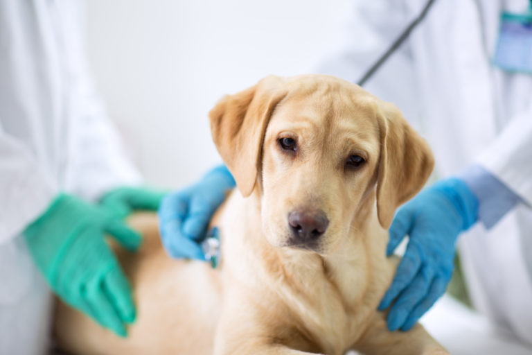 Diarrea en perros Diarrea en perros