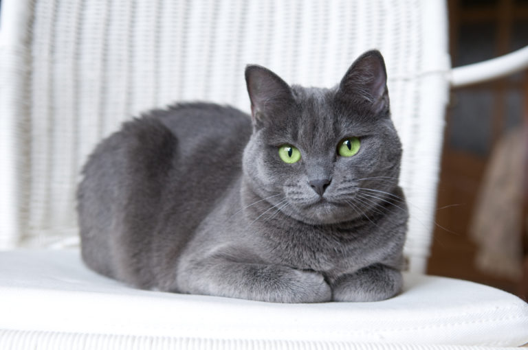 The Russian Blue Cat Breed: Long Hair vs Short Hair - wide 2