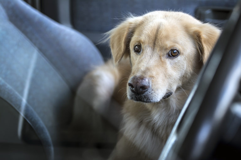 Viajar con perros en coche