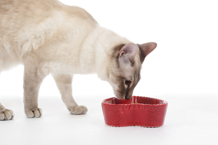 Alimentación para gatos esterilizados