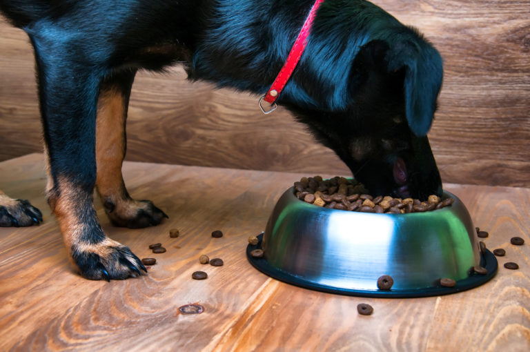 Alimentación para perros senior