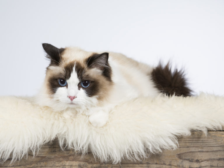 Gato de la raza ragdoll