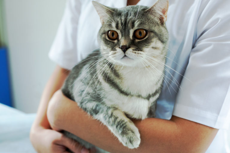 Esterilizacion Felina Todo Sobre Los Gatos Esterilizados