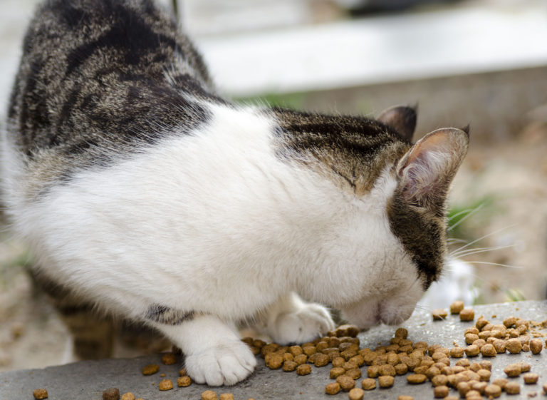Alimentación para gatos de exterior
