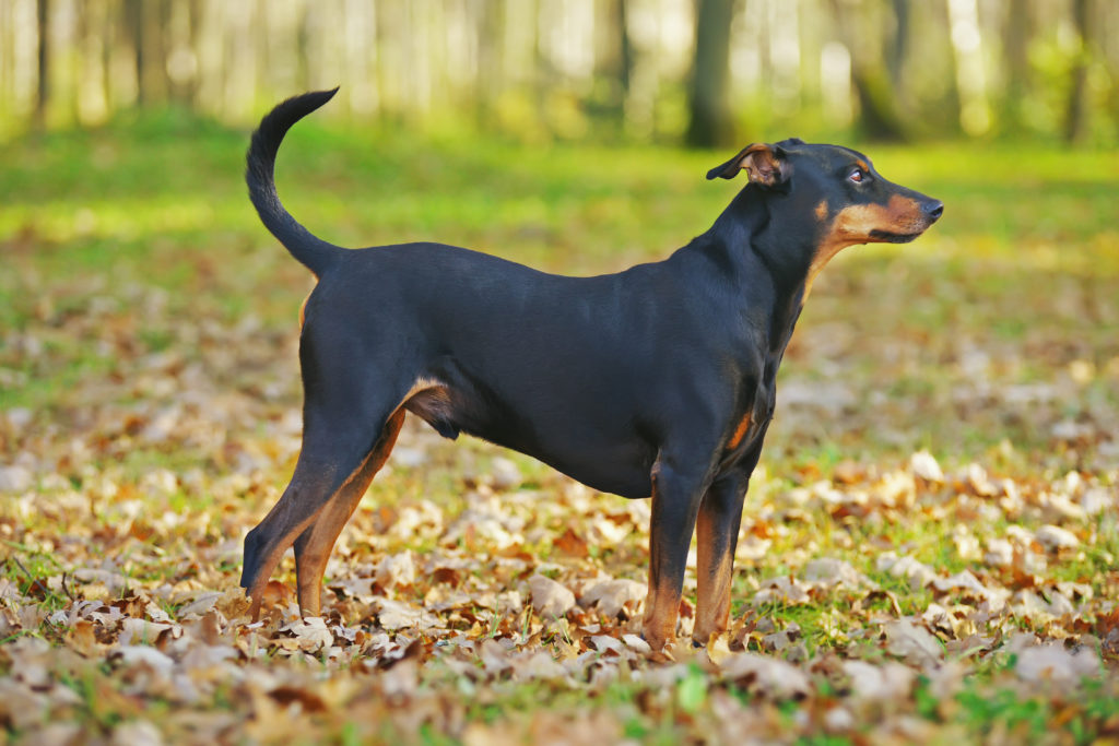 Pinscher alemán Historia, Cuidados y Carácter zooplus