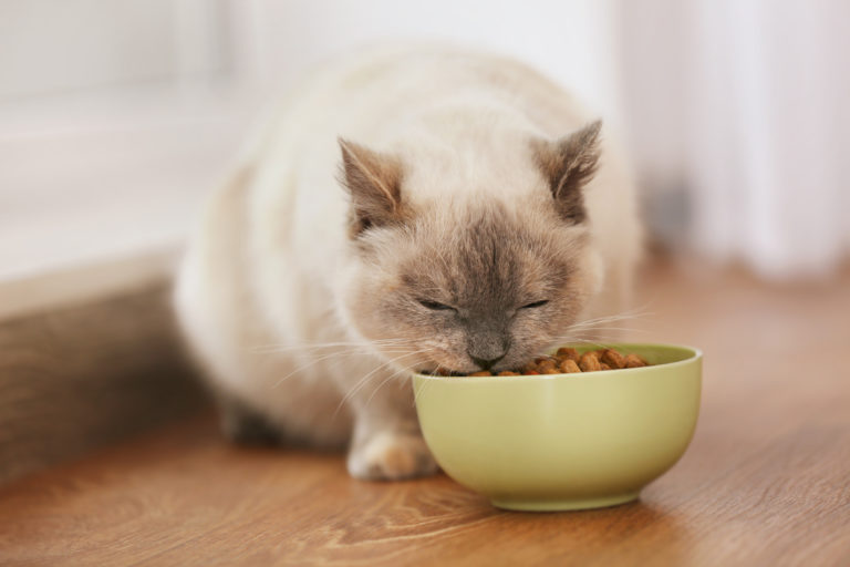 Alimentación para gatos de interior