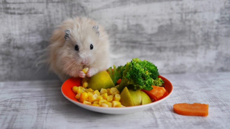 Alimentos crudos para roedores