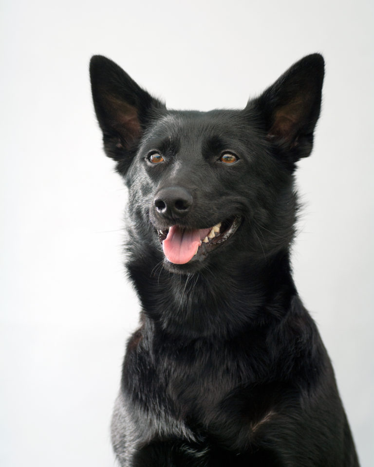 Australiankelpie