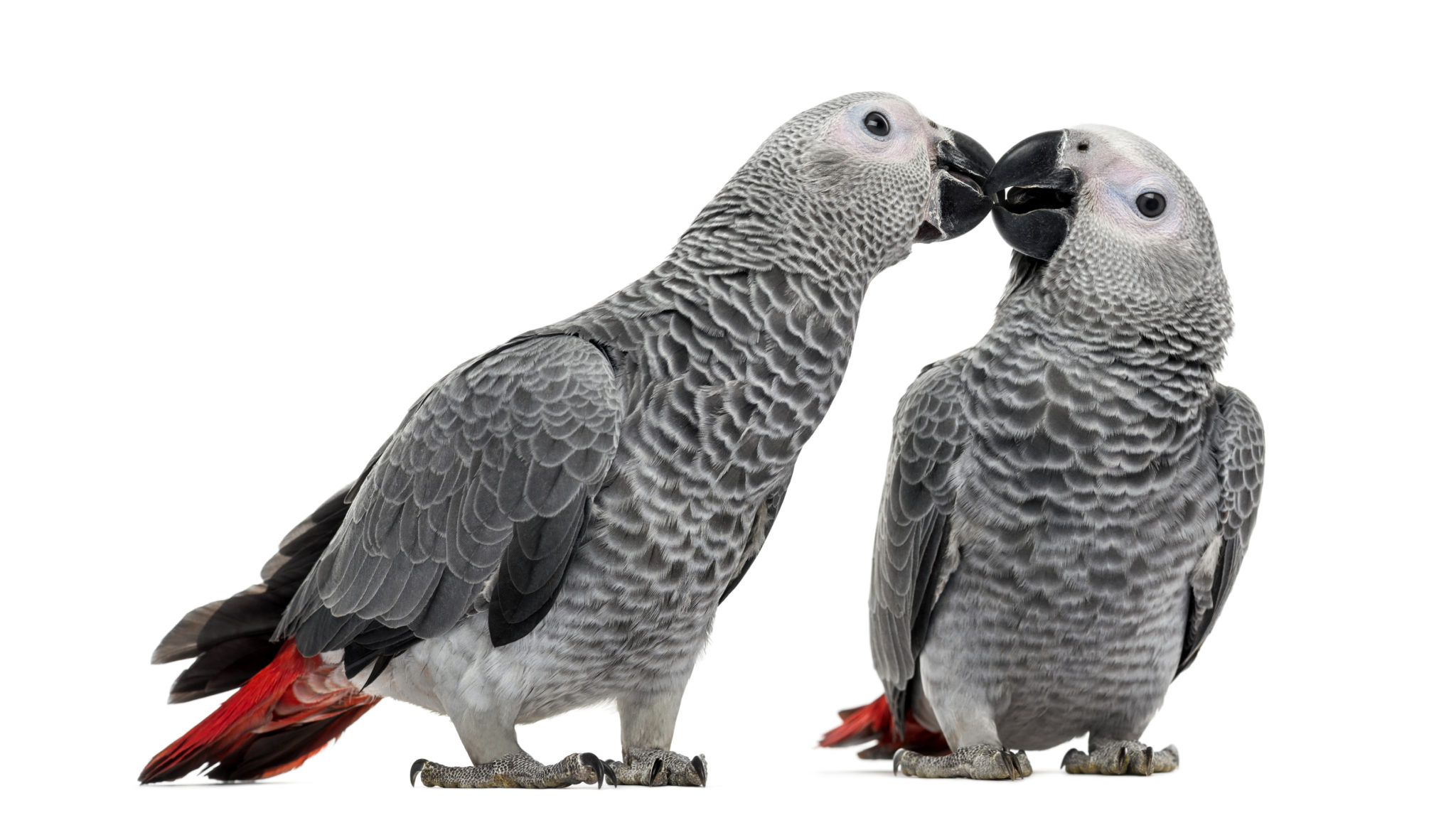 Aves domésticas: ¿en pareja o en solitario? | zooplus Aves domésticas: ¿en pareja o en solitario? | zooplus