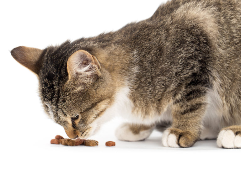 comida para gatos mayores