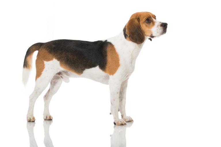 beagle beagle