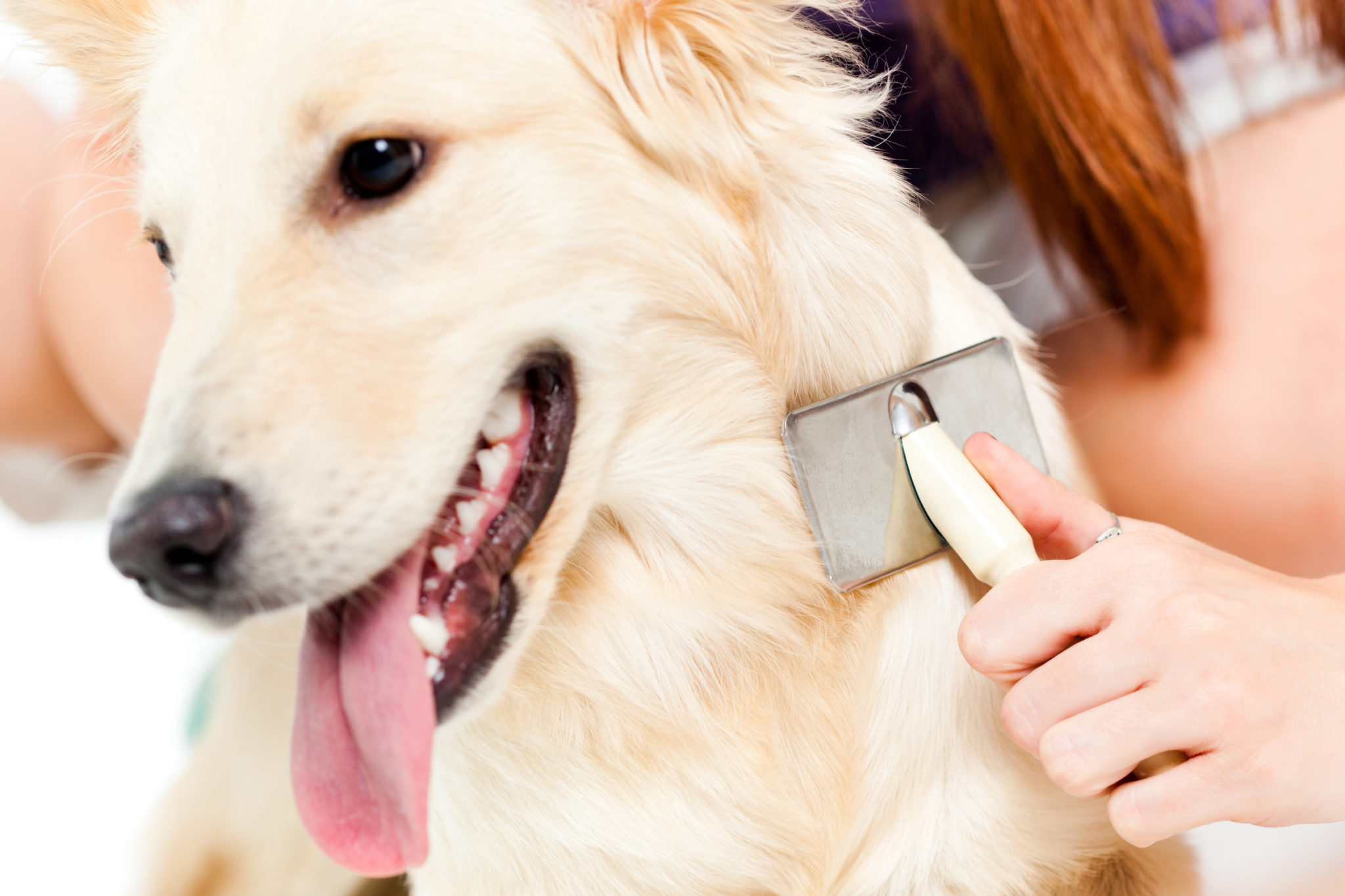 Cuidados del pelaje  Salud del perro y cuidados  Magazin zooplus