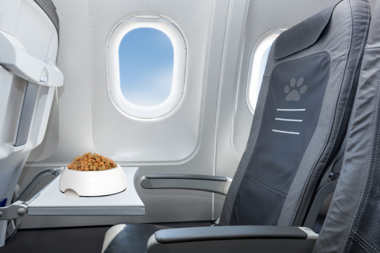 Viajar en avión con perro