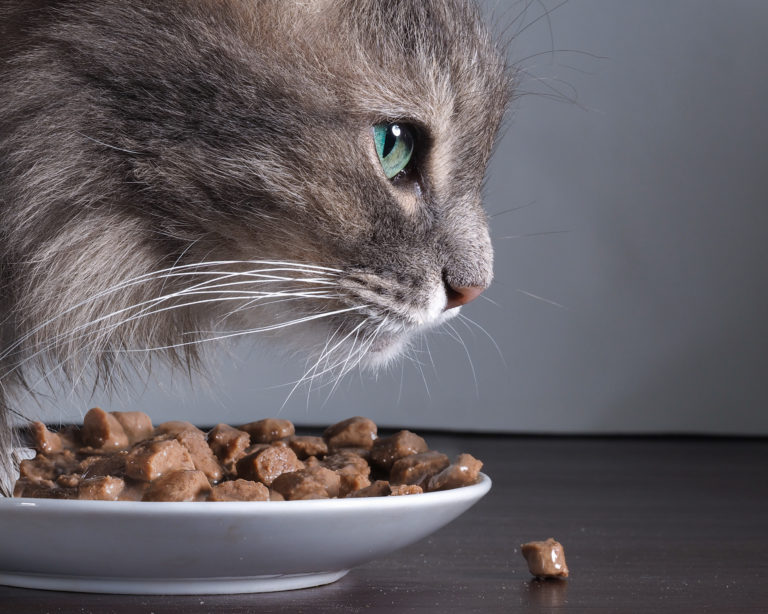 Intolerancia alimentaria en gatos
