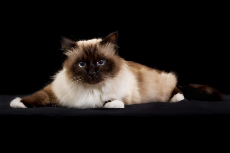 Sagrado de Birmania Gato sagrado de Birmania