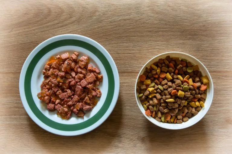 pienso o comida húmeda para gatos
