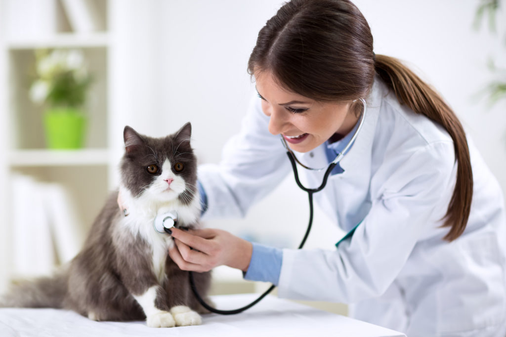 Gatitos: la primera visita al veterinario | Magazine para gatos