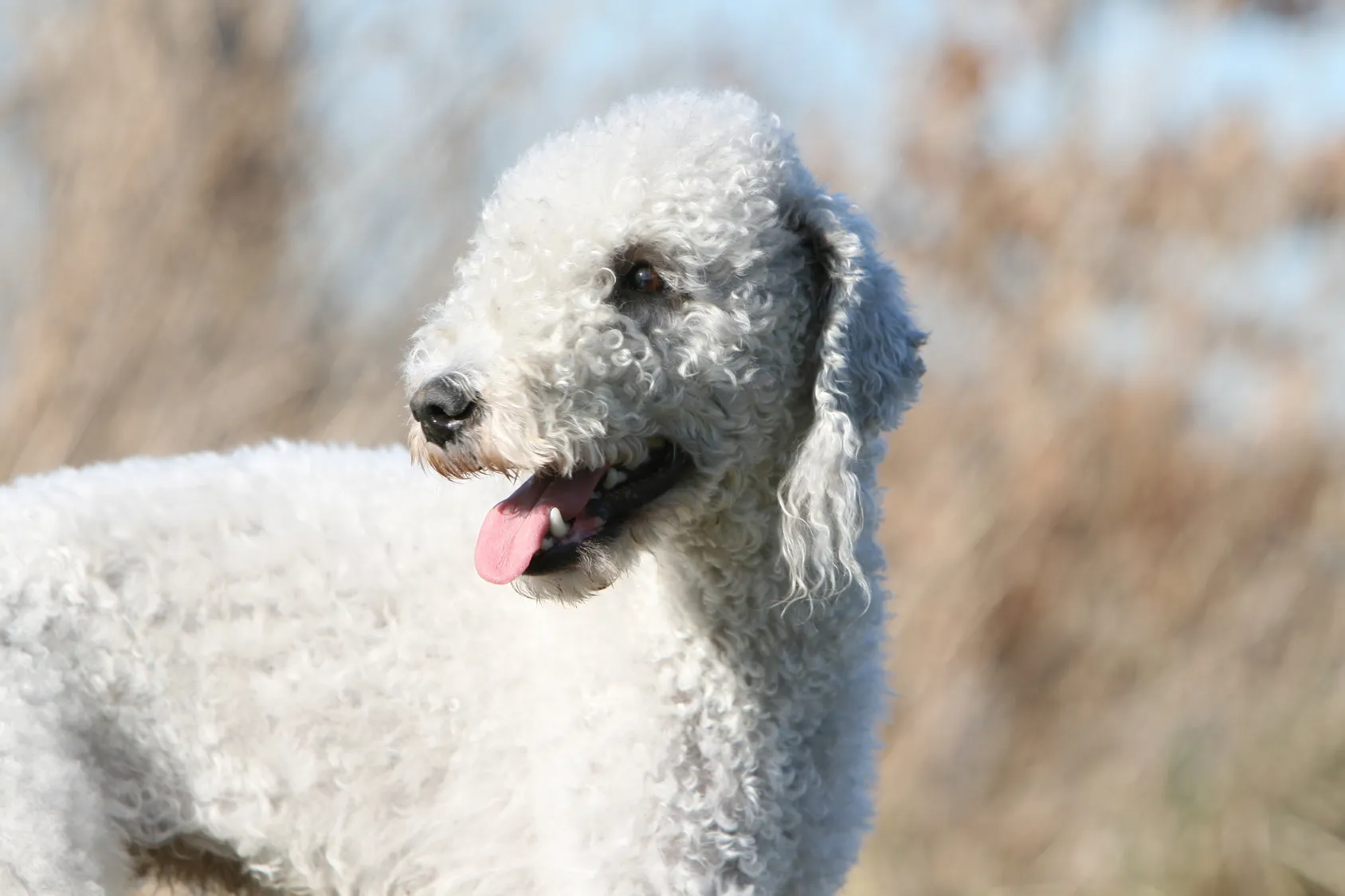 bedlington terrier wei&szlig;