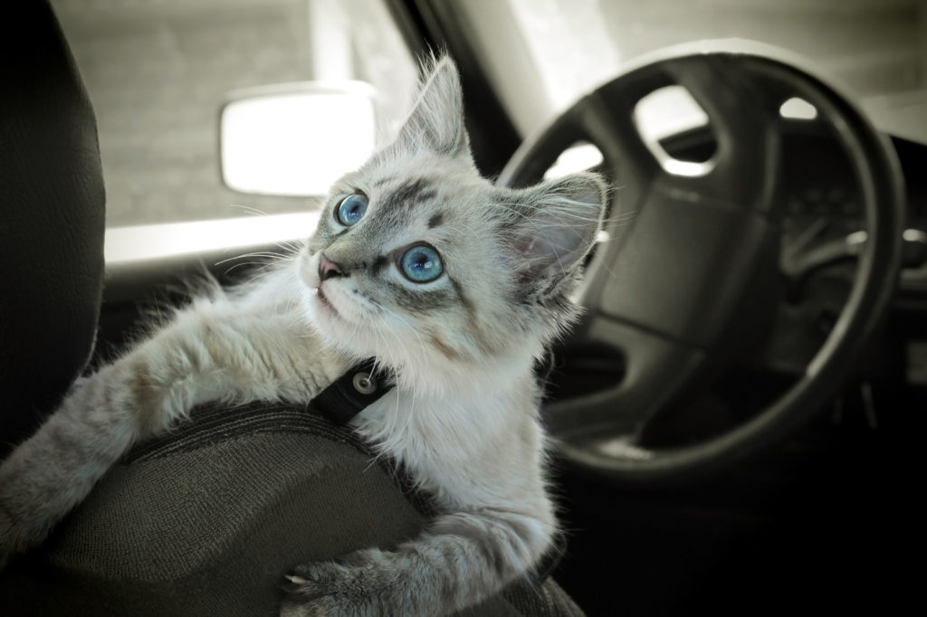 Viajar con gatos en coche