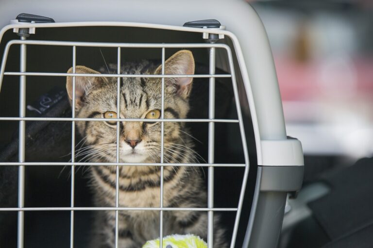 Viajar con gatos en coche