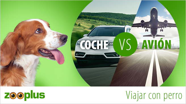 Viajar con perro
