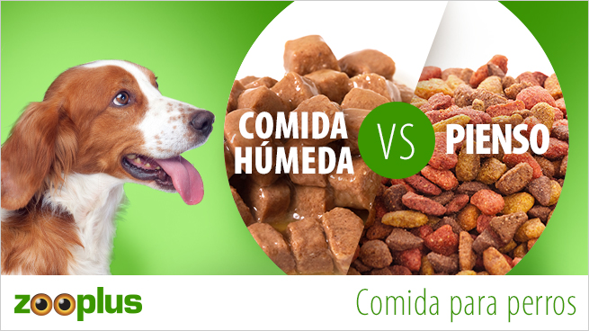 Peregrino silueta Oso polar Pienso o comida húmeda para perros? | Alimentación del perro | zooplus