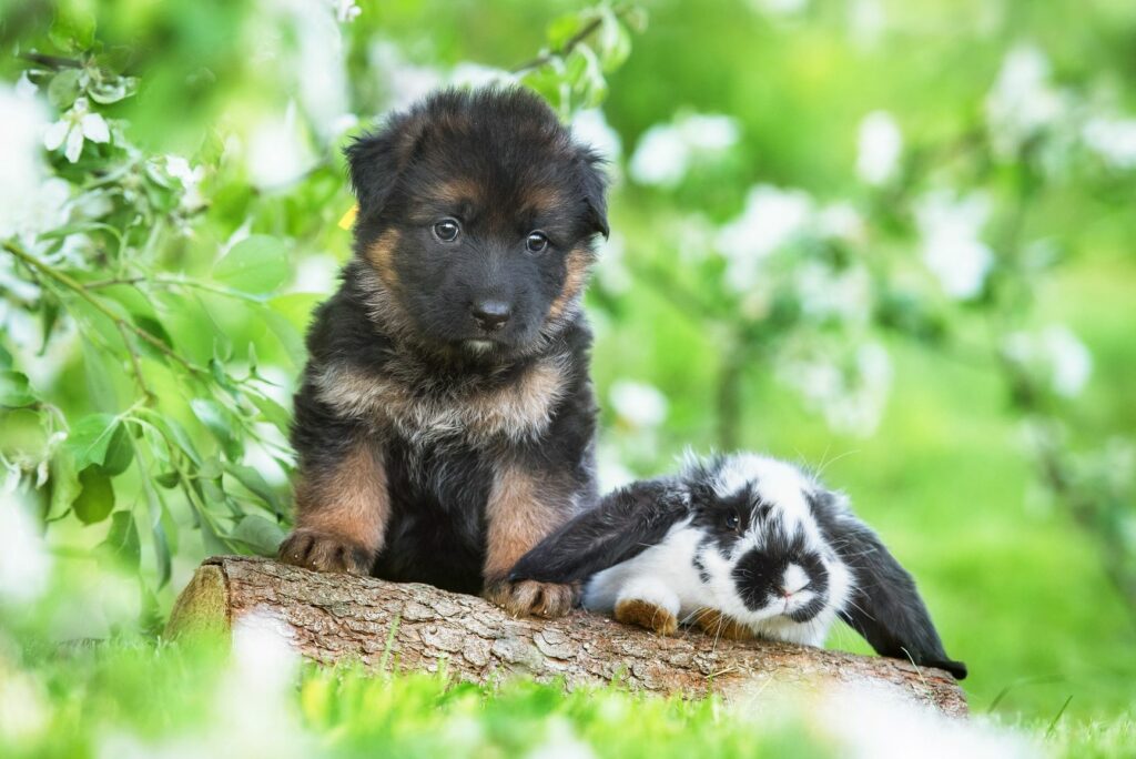 Cómo educar a un cachorro