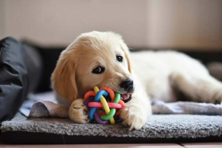 Cómo educar a un cachorro